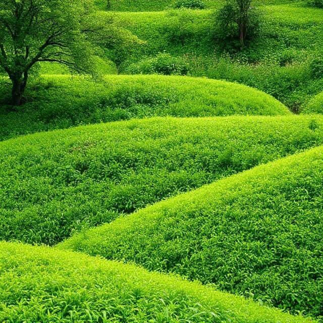 Lush green landscape representing sustainability